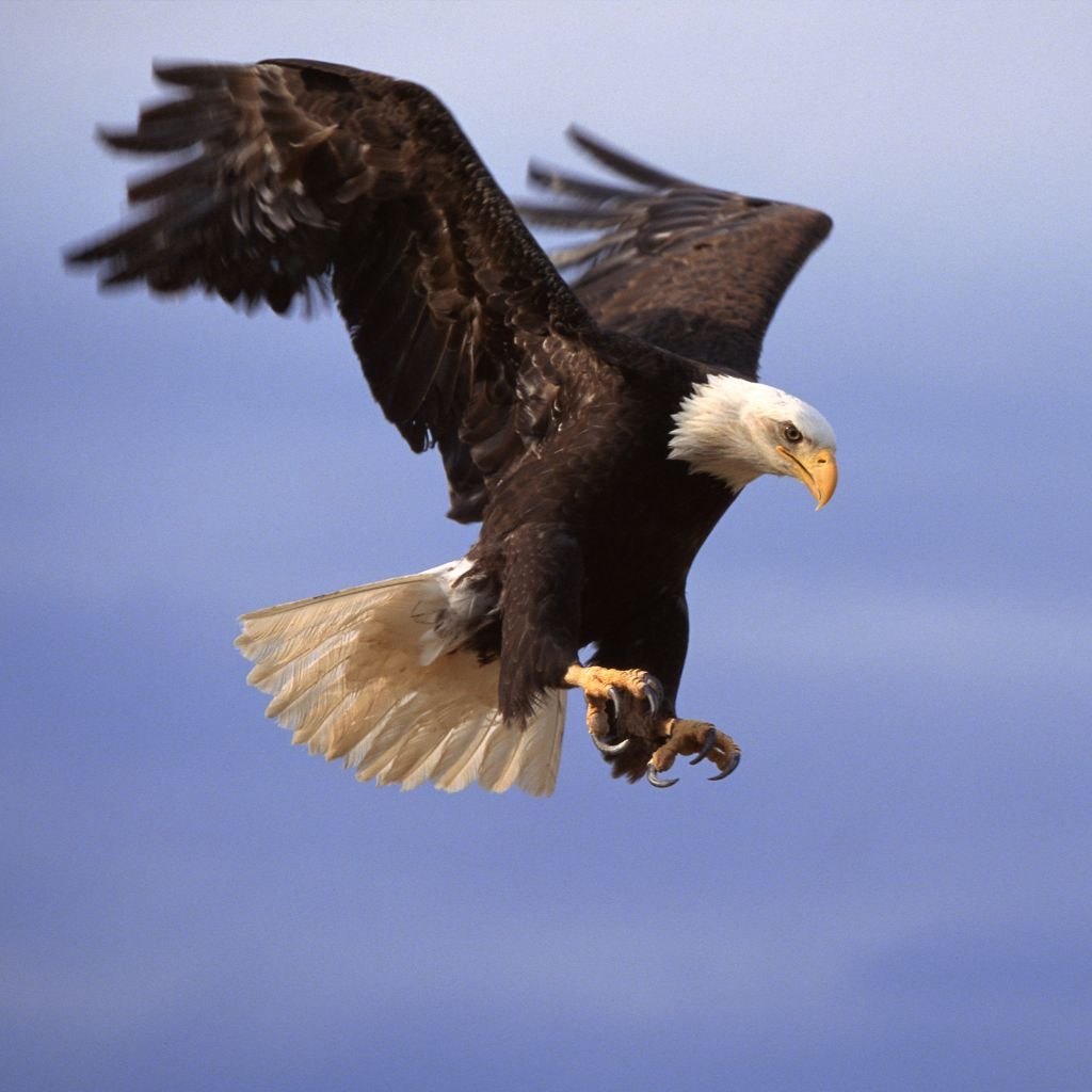 General Bird-Themed Team Names